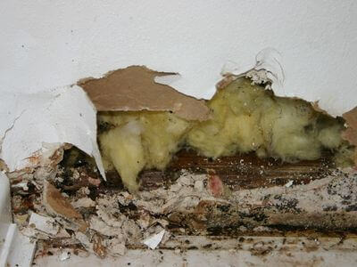 About Mold Remediation Services Near Me Delaware - mold remediation contractor experts in Dover